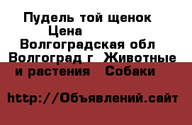 Пудель той щенок › Цена ­ 15 000 - Волгоградская обл., Волгоград г. Животные и растения » Собаки   